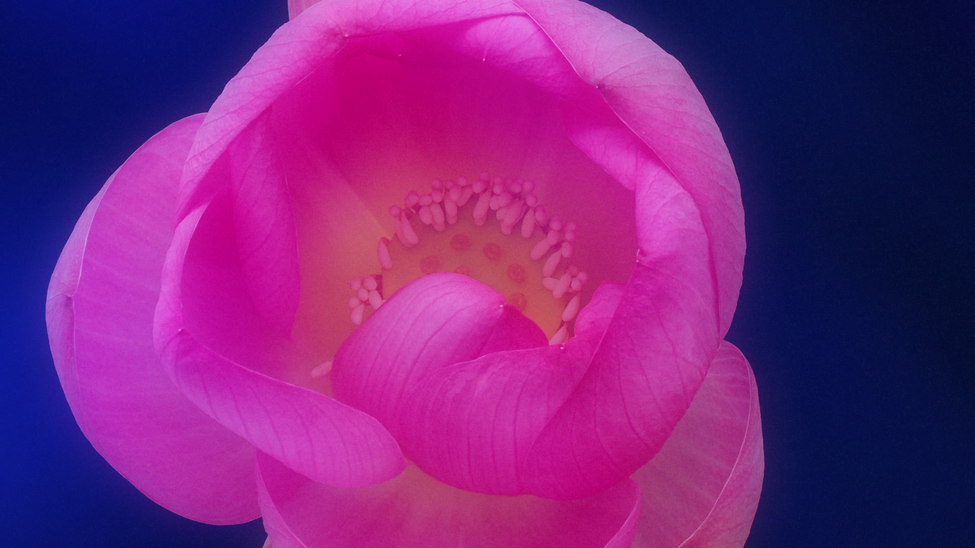 BREATHING FLOWERS