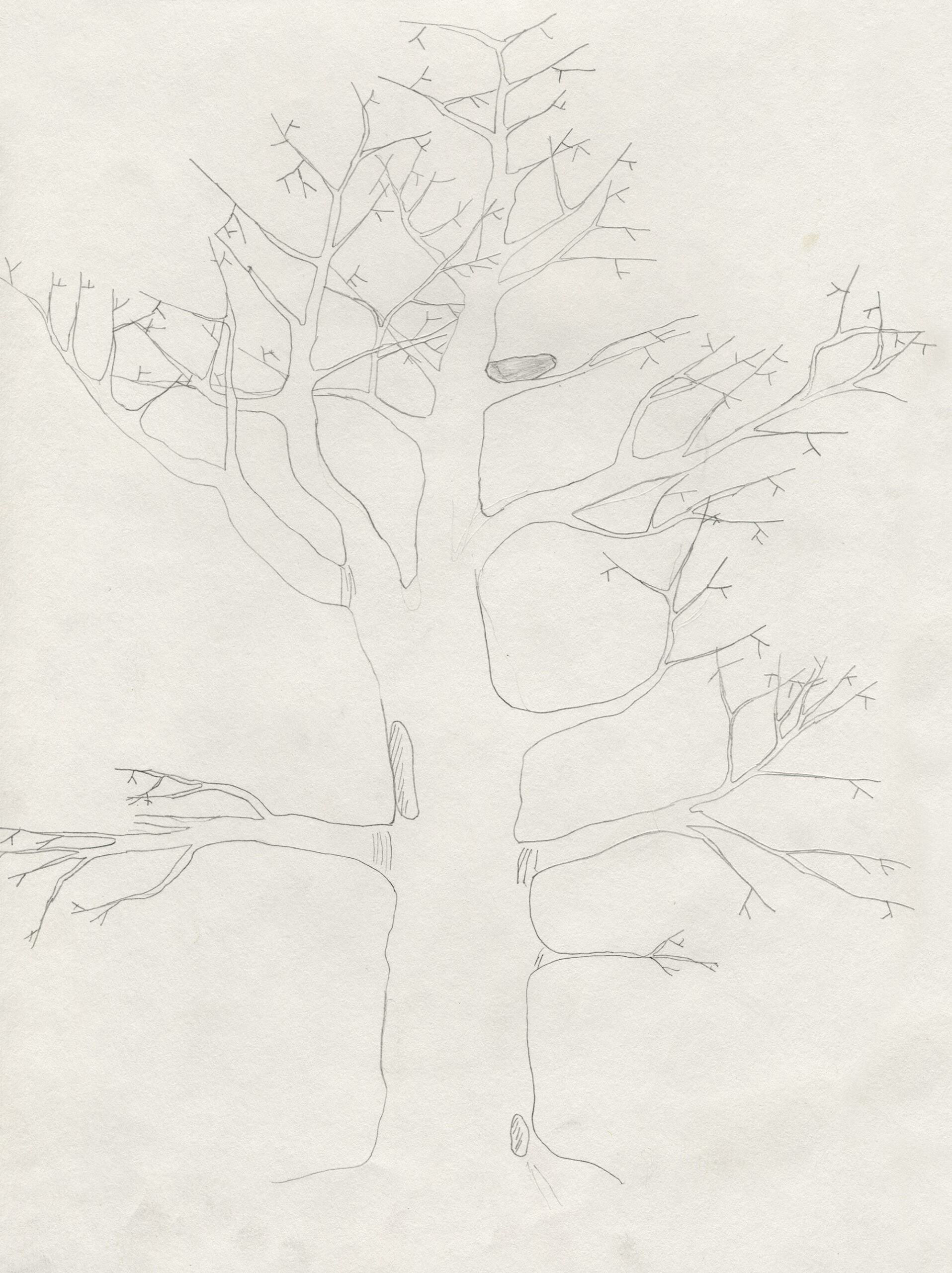 1985c_TREE_8.5×11